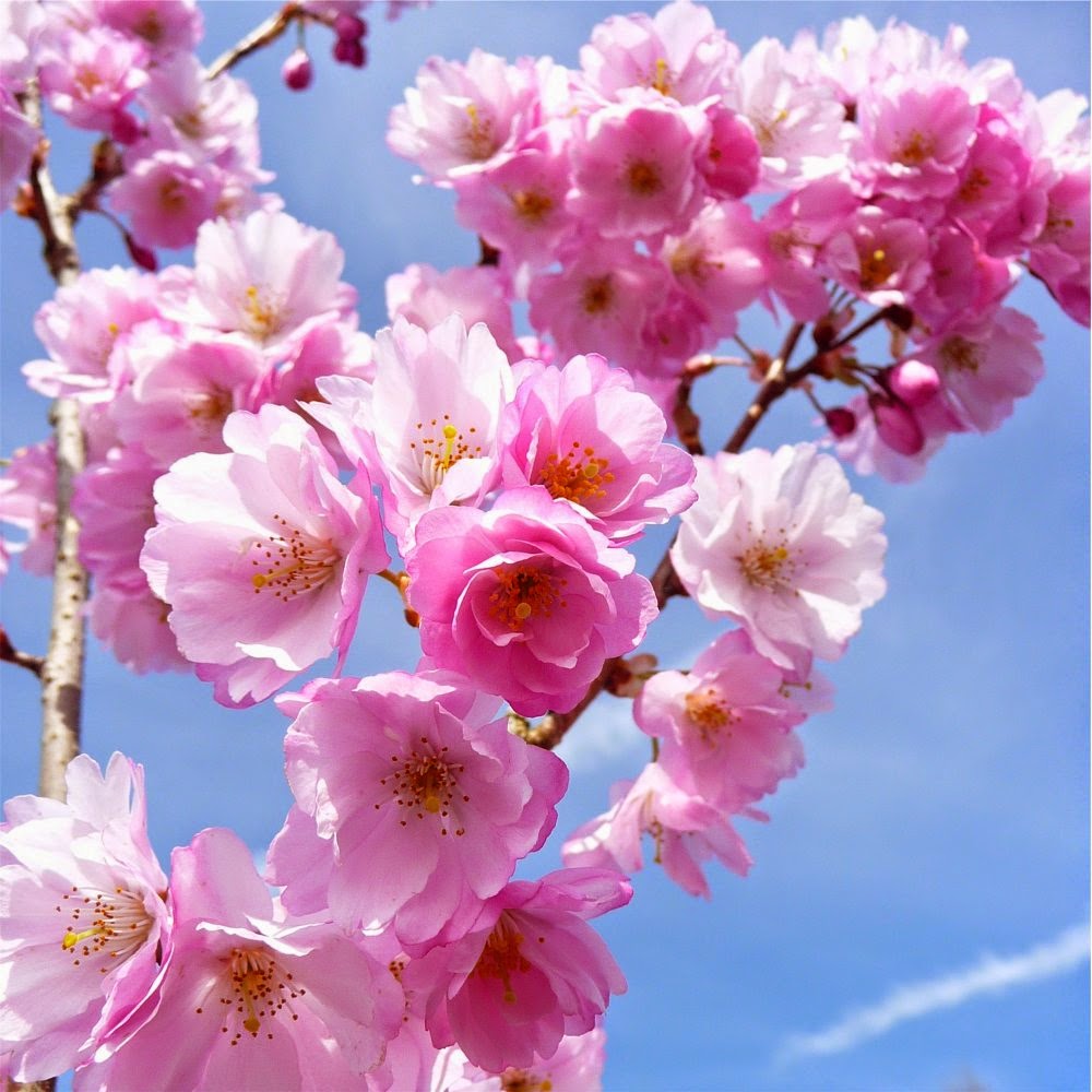 animasi bergerak bunga sakura berguguran