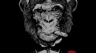 Scare Monkey hd mobile wallpaper