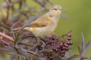 Chiffchaff DFBridgeman