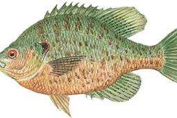 Redear Sunfish (Lepomis microlophus)