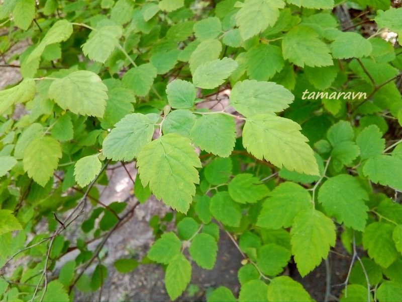 Смотрите также тему:  Спирея уссурийская / Таволга уссурийская (Spiraea ussuriensis)