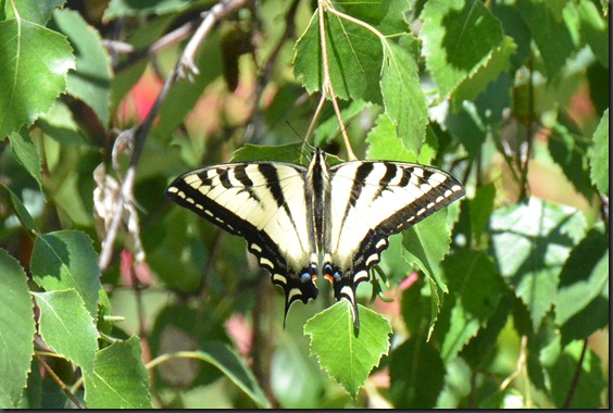 DSC_3525 DSC_3525
