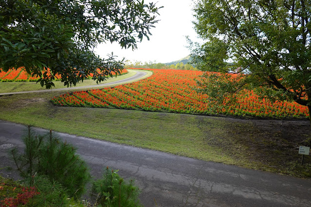 鳥取県西伯郡南部町鶴田　とっとり花回廊　花の丘