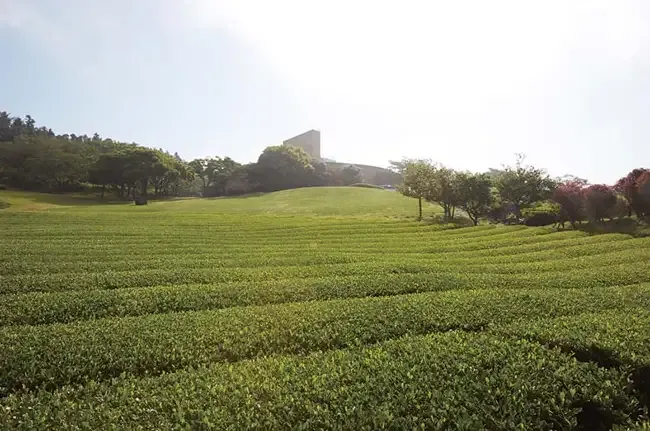Jeju-Tea Museum-Korea