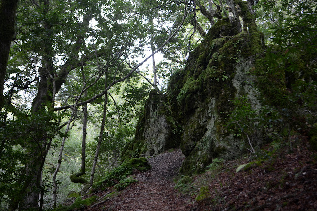 rock outcrop deep in the woods