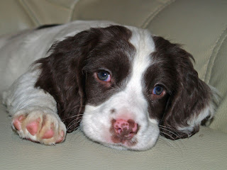 English Springer Spaniel Puppy Picture