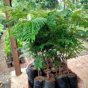 bibit pohon pete hibrida pertumbuhannya cepat Aceh