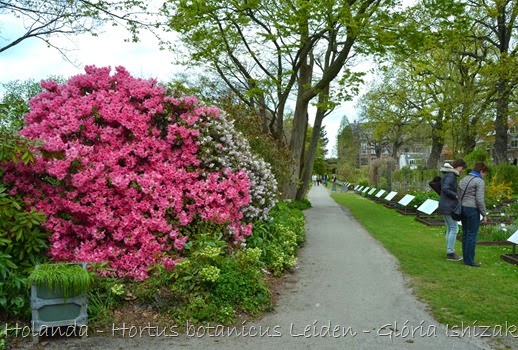 Glória Ishizaka - Hortus Botanicus Leiden - 17