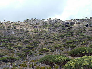 Dracaena Cinnabari