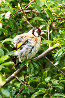 Wildlifefotografie Stieglitz Distelfink Olaf Kerber