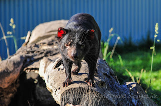 tasmania East Coast Natureworld tasmanian devil