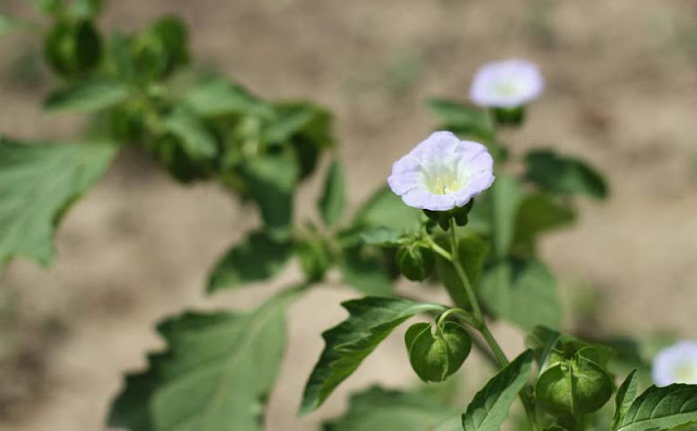 Apple of Peru Flowers Pictures