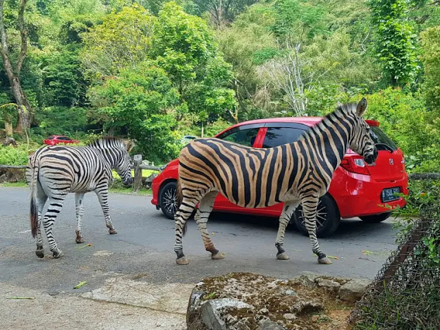 Harga Tiket Masuk Taman Safari Bogor