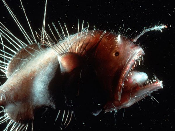 Ugly Animals: Angler Fish