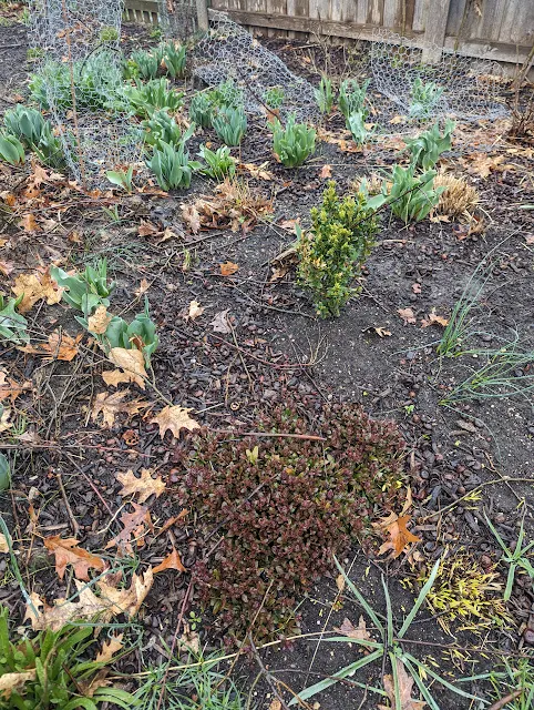 Ajuga Chocolate Chip New Spring Growth in Perennial Garden - Zone 6a