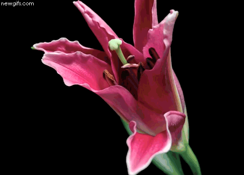 Decent Image Scraps: Flower Animation