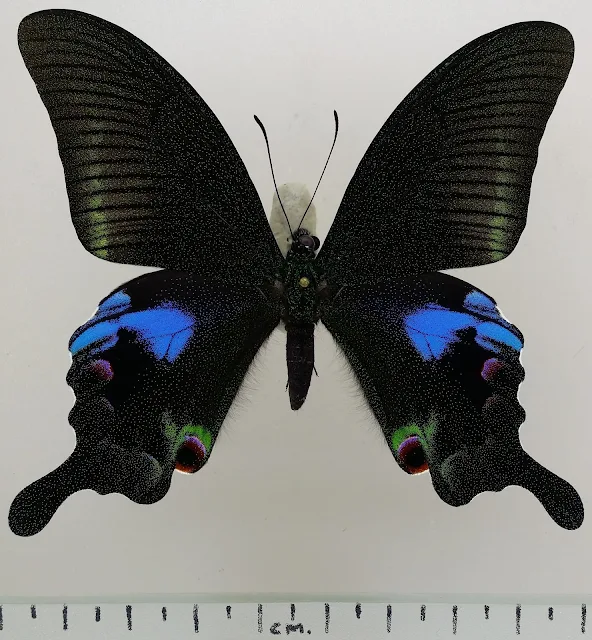 ผีเสื้อหางติ่งแววเลือน Papilio arcturus (Blue Peacock)