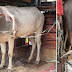 Dewa sapi berkaki lima di India...