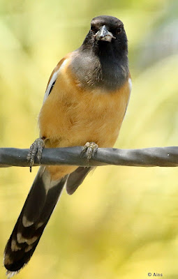 Rufous Treepie