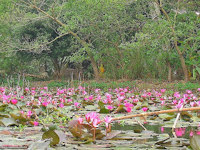 Pink Lotus, Hanoi, Vietnam