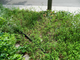 By Paul Jung Gardening Services--a Toronto Organic Gardener Riverdale Front Garden Cleanup Before
