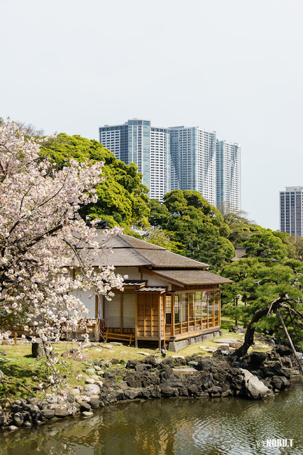 桜花期の浜離宮恩賜庭園