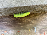 green caterpillar on a grey wall