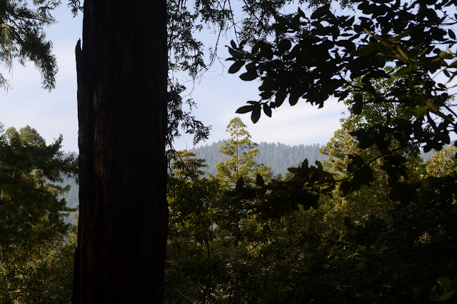 trees visible on the distant hills