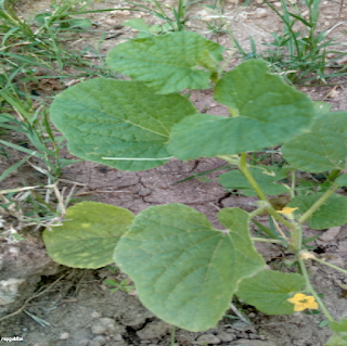 CANTALOUPES LEAVES - தும்மட்டி பூ