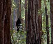Redwood National Park Heritage