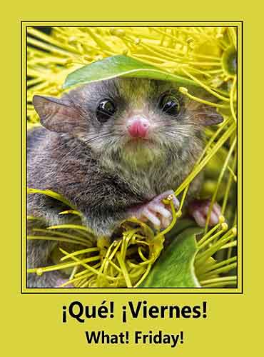 pygmy possum cover, Stanley and kaisa Breeden