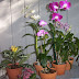 The Principles Of Care Orchids