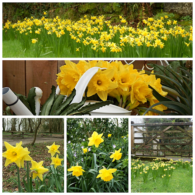 Lots of early daffodils in Cornwall