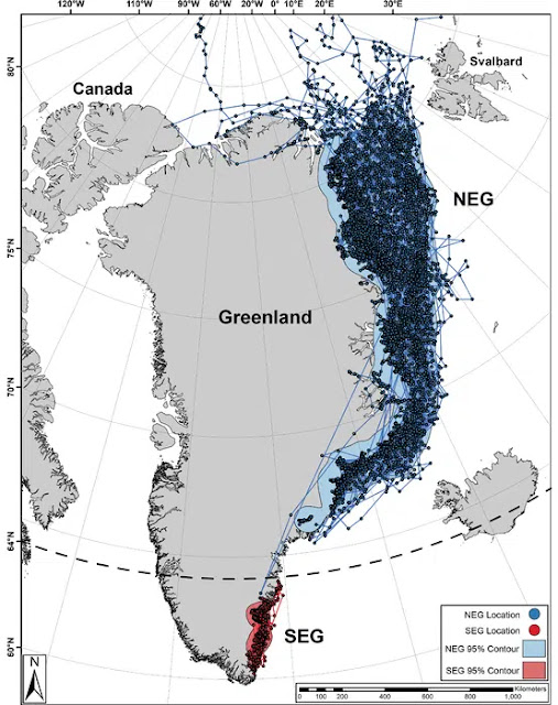 Este mapa muestra la ubicación de los osos polares descubiertos en Groenlandia