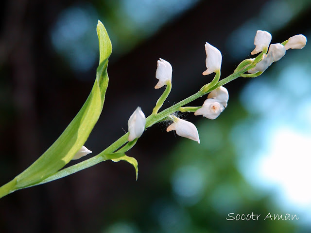 Cephalanthera erecta