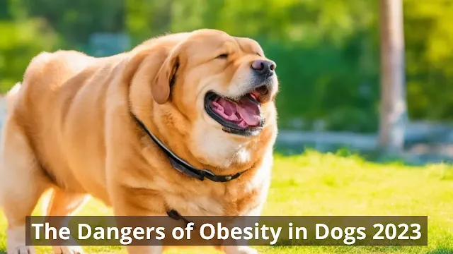 The Dangers of Obesity in Dogs 2023