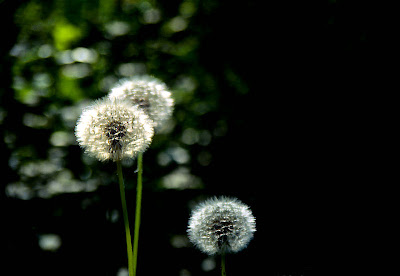 Dandelions by Roberto Pagani