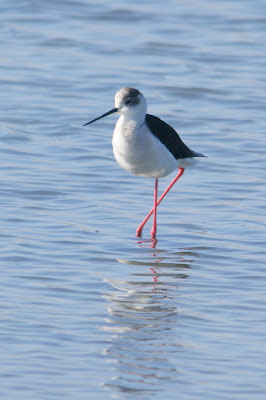 Steltklút - Steltkluut - Himantopus himantopus