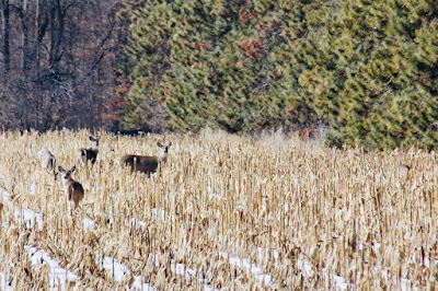 see the five deer in the corn?