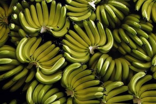 Banana Trading Business Idea - A Garde Banana