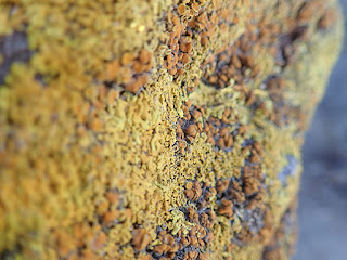 yellow and orange lichen on a rock