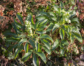 Corsican Hellebore, Helleborus argutifolius, beside the railway track at Hayes Station.  2 February 2014.