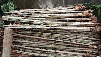 Jual Bibit Pohon Bambu Jepang di Lampung | Suplier-tanaman-hias