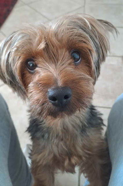 Gabby 2 year old female Yorkshire Terrier