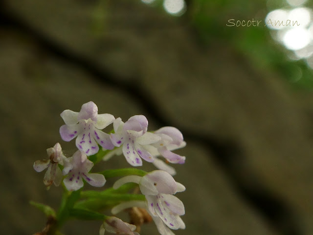 Ponerorchis graminifolia