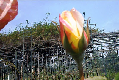 rosas amarillas