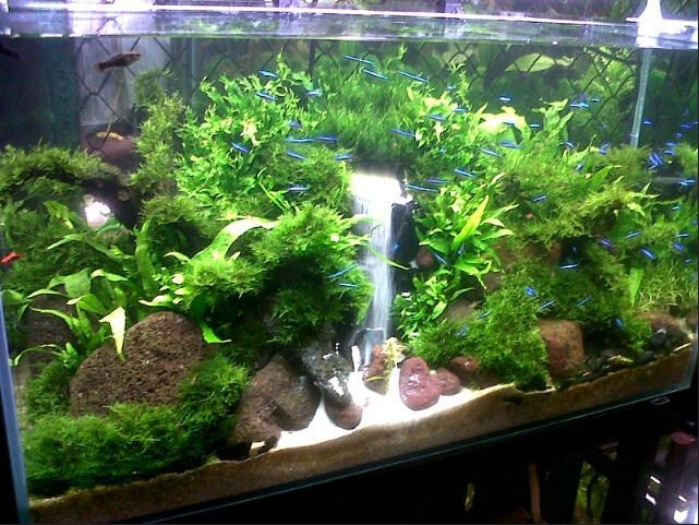  Cara  Desain Hiasan  Aquarium  Untuk Ikan Koki yang Baik dan 