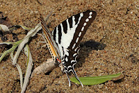 Graphium nomius