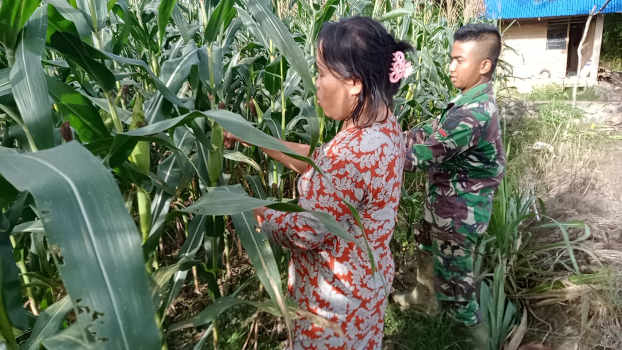 Satgas TMMD 111 Kodim 1202/Skw Bantu Panen Jagung Warga.