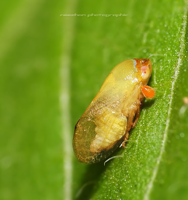 Green cream Planthopper